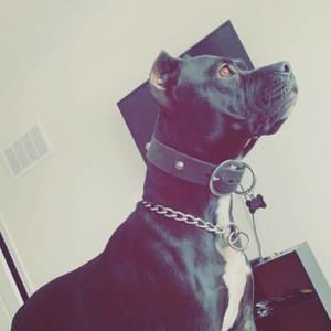 Meet your Posher, Winston